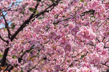 Sakura (Cherry Blossom)  blooming with blue sky in spring around Ueno Park in Tokyo , Japan