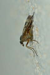 Gemeine Raubfliege