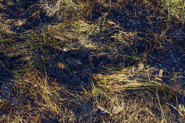 Fototapeta na wymiar Black spots and smoke from burnt dry grass are environmentally hazardous