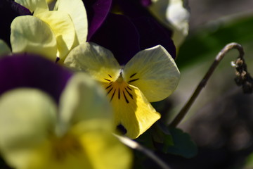 Blühende Hornveilchen (Viola cornuta)