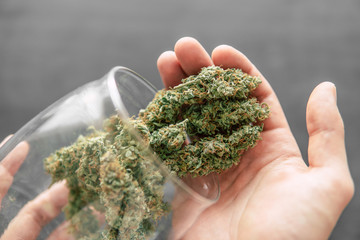 Macro of marijuana with trichomes