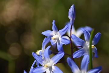 Sternhyazinthen (Chionodoxa)
