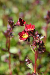 Saxifrage Peter Pan