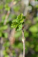 Obraz premium Jostaberry leaves