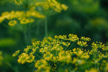 Dill flowers