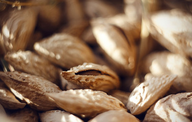 A lot of ripe and tasty almonds in a rough strong shell lie in a handful, lit by the bright sun