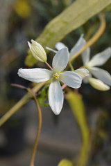 Snowdrift evergreen Clematis