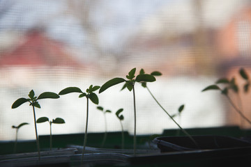 tomato seedlings on the windowsill. Silhouette of small sprouts
