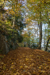 autumn in the forest