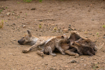 Relaxed spotted hyena mother sleeping while her three siblings suckle on her