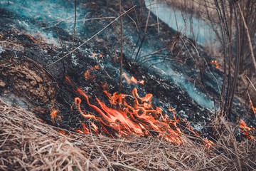 From the burning of dry grass, insects, hedgehogs, and rabbits are killed