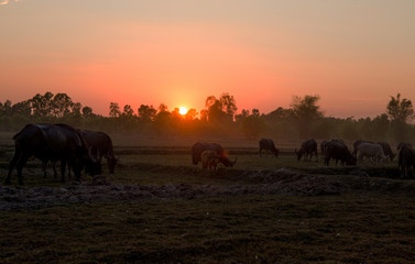 Fototapeta na wymiar Sunset in a country field with buffaloes grazing, north east Thailand, Asia