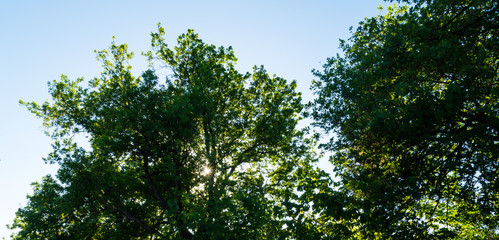 Sole dietro alla quercia in primavera