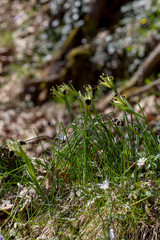 The wild iris (Iris tuberosa) with yellow flowers grows in its natural habitat.