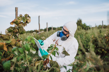 Weed control. Industrial agriculture researching. Man with digital tablet in protective suite and...