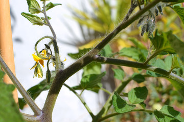 tomato plant with a bunch of flowers 