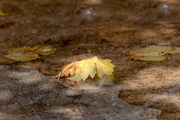 The autumn leaf in a puddle