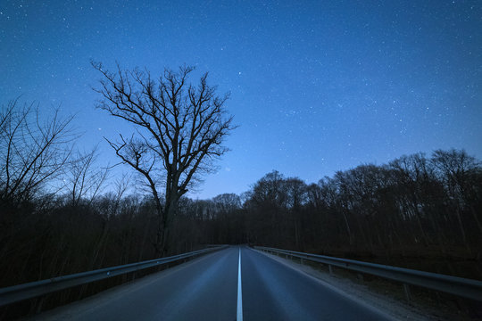 Asphalt road leading to the bare forest at dark windless starry night © nuclear_xonix