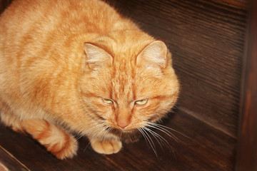 Ginger cat on wooden background