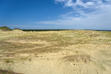 Sandy dunes covered with grass. Curonian Spit, Russia