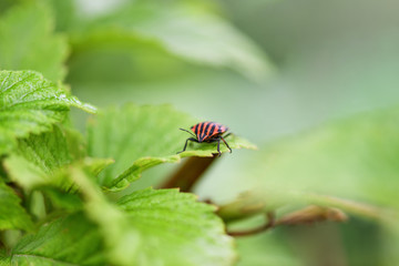 Bug with red and black stripes sitting on a green sheet