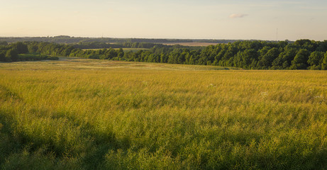 Harvest field in the sunset