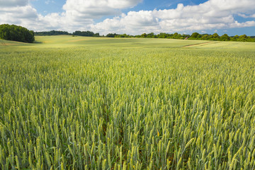 Wide green wheat field at warm and cloudy summer day