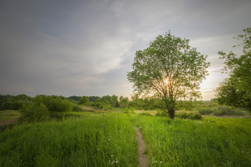 Fototapeta na wymiar Walking on the green meadow in the warm spring evening