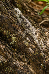 Southern Tree Agama showing his camouflage prowess