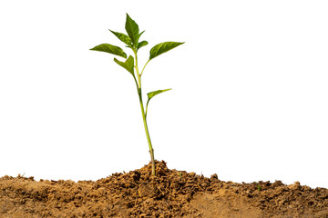 Chili peppers with soil on background