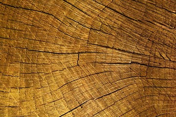 Struktur eines Baumstamms