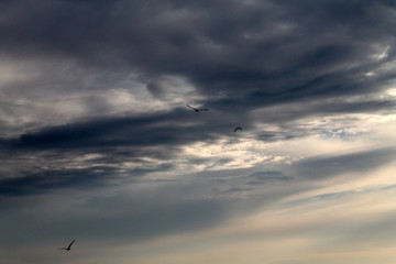 birds fly in a stormy sky. dark stormy sky with clouds