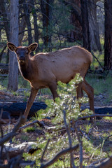 deer in the forest