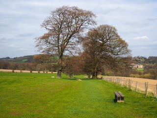 Old trees in early spring in a grass field in parkland with a wooden bench and view over a valley, West Yorkshire, England