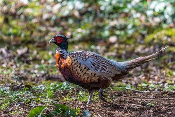 pheasant in field