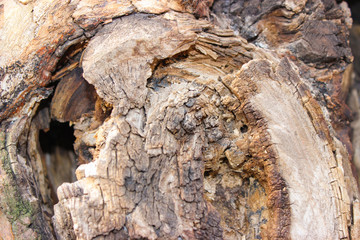  The texture of the tree on the cut. Background for wallpaper.