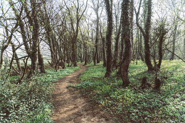 path in the forest