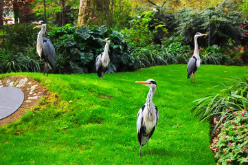 Four Heron look quizically at the photographer.