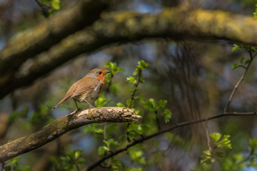 robin on a branch