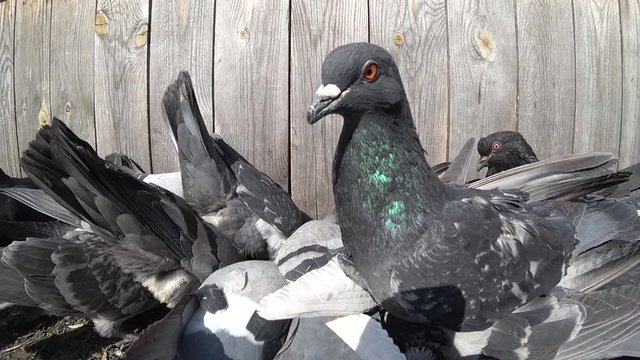 A pigeon with orange eyes looks into the camera, other pigeons are feeding, against the background of wooden boards