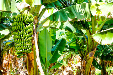 Fresh bananas on tree. Bananas plantation in Gran Canaria. 