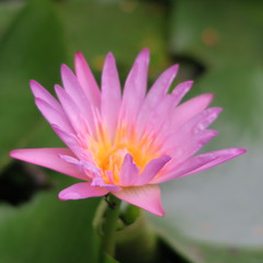 blooming lotus flowers on the water with green leaves