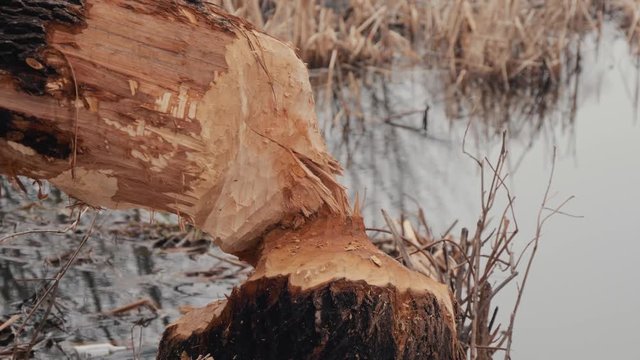 A tree was torn down by a beaver on the shore of a reservoir. Beaver traces