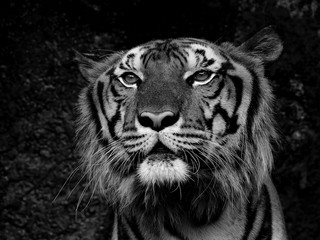 closeup tiger face black and white style