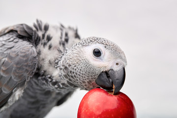 Manual chick Jaco at the age of three months posing and playing.