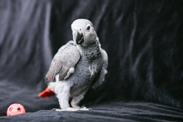 Manual chick Jaco at the age of three months posing and playing.