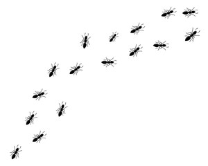 Obraz premium Ant Logo template vector illustration