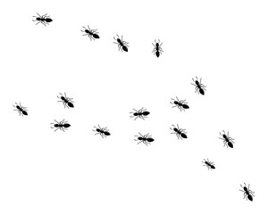 Obraz premium Ant Logo template vector illustration