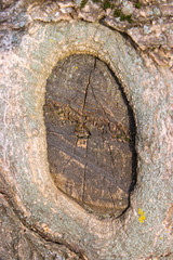 Obraz na płótnie Canvas The bark of a tree accreted as a window.