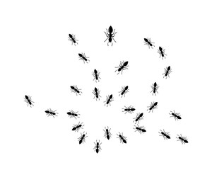 Ant Logo template vector illustration
